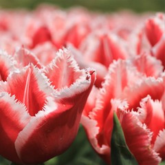 Tulpenfeld mit rot-weißen Fransentulpen