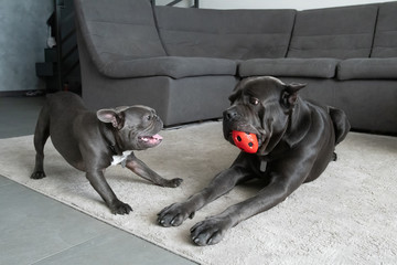 Same color dogs different breeds play with ball in appartment
