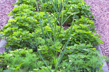 Spring flowering garden strawberries. A bed with combined planting of berry, garlic, dill.Soft focus.Concept of caring and growing berries and vegetables in the garden.