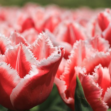 Tulpenfeld mit rot-wei&szlig;en Fransentulpen