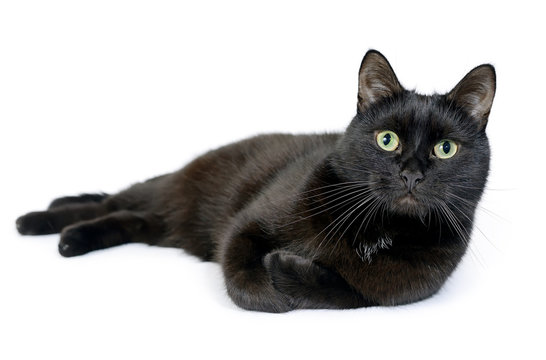 Black cat lying on a white background, looking at camera. Isolated on white background