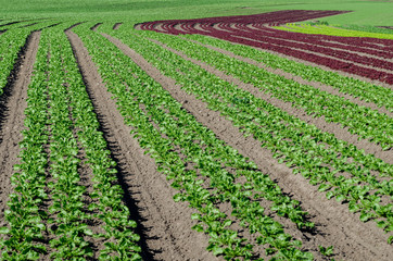 Fototapeta na wymiar Farming landscape with crops, rows of green salad and vegetables, agriculture in Skåne in Sweden. Blue sky background. Copy space, with place for text.