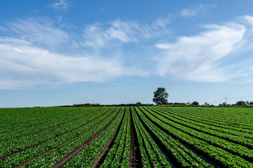 Fototapeta na wymiar Farming landscape with crops, rows of green salad and vegetables, agriculture in Skåne in Sweden. Blue sky background. Copy space, with place for text.