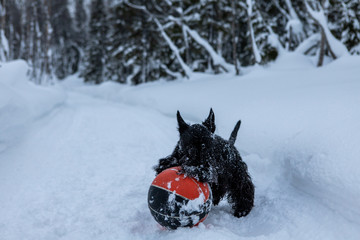 Young scottish terrier dog is playing with a red basketball ball in the winter on snow.