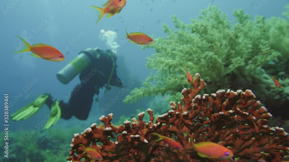 Wall mural cave diving underwater scuba divers exploring cave dive. red sea egypt