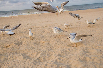 piękne ptaki biała mewa nad morzem stado na plaży