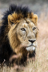 portrait of a lion