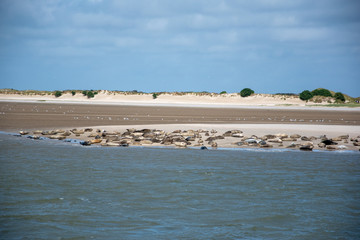Seehunde am Strand