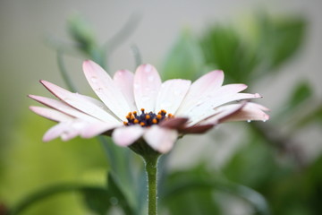 Obraz premium white flower