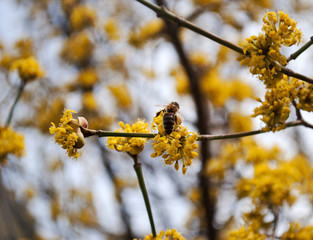 Yellow flowers. The concept of the arrival of spring. Honey production. Flowering tree, close up. A honey bee collects pollen from a fruit tree. Dogwood tree in bloom.