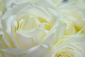 Extremely close up frame of a white roses on a gray background, greeting card or concept