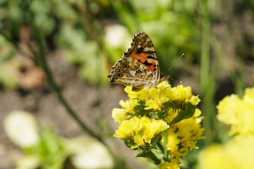a small tortoiseshell butterfly on a yellow flower