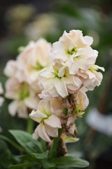 white flowers in the garden