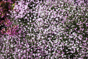 Fototapeta premium Gypsophila floral card in lilac colors