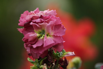 pink rose in the garden