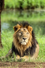 portrait of a lion