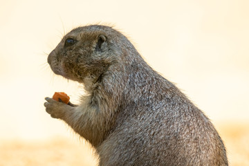 Prairie dog eating carrot