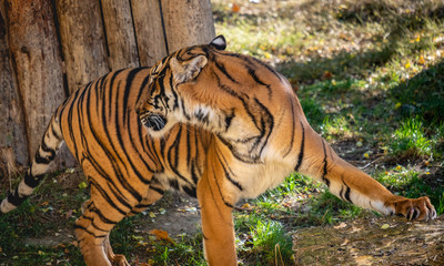 Tiger turning around
