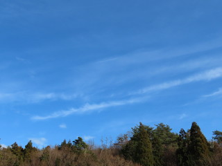 Obraz premium 木々と青空その１