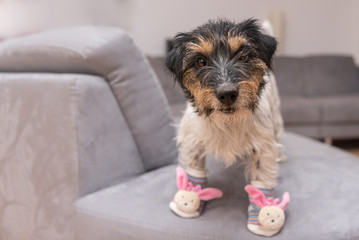 Little crazy easter dog at home with bunny shoes. Cool rough-haired Jack Russell Terrier doggy