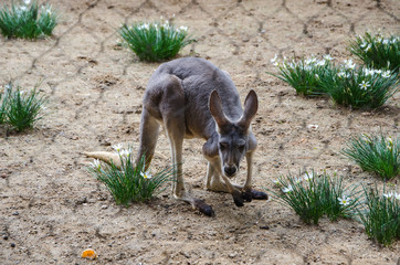 Kangaroo Behind a Fence