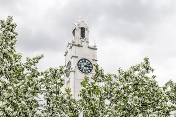 Clock tower behind blooming spring trees