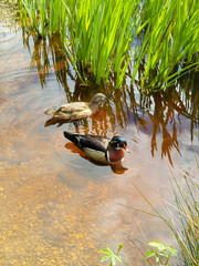 Couple Ducks Swimming in a Pond
