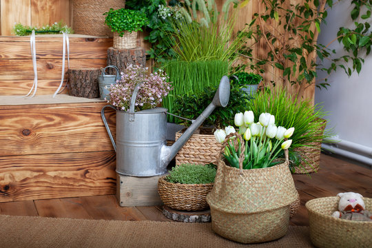 White tulips flowers in a basket. interior of spring yard. Rustic terrace. Veranda in spring decor. Closeup of flower pots with plants, garden tools and watering can. young plants growing in garden