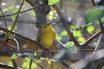 Vogel