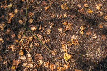 texture of an anthill with yellow leaves