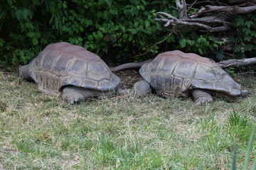 schildkröte