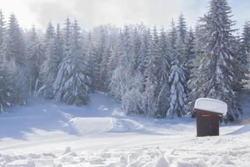 Sapins enneigés