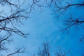 Tree branches against the blue sky. Abstract nature background, space for text.