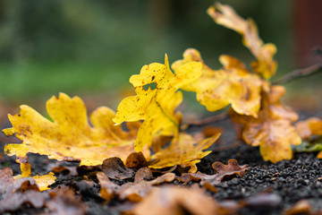 Fallen yellow leaves on the ground