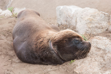 South American sea lion, Otaria flavescens. Specimen with a neck wound, resting