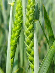 Weizenähren im Frühjahr