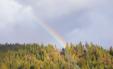 rainbow between fir tree forest with cloudy sky