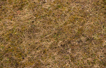 dry grass texture. natural background of dry grass