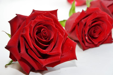 beautiful rose close-up bouquet of red roses  
