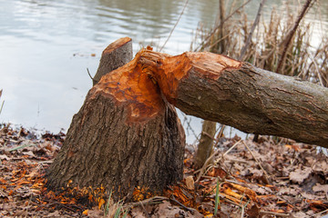 Dégats du castor © Xavier