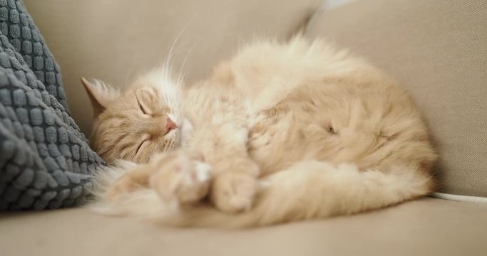 Cute ginger cat is sleeping on beige couch. Fluffy pet is comfortably settled for nap. Cozy home.