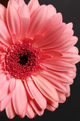 Gerbera beautiful vibrant flower close up macro photography