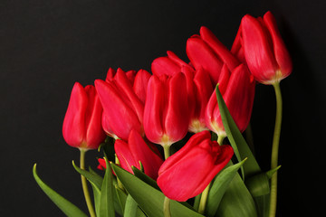 Fototapeta premium Tulip beautiful flower close up photography for greeting
