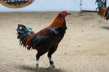 beautiful fighting rooster tied with razors in the sand