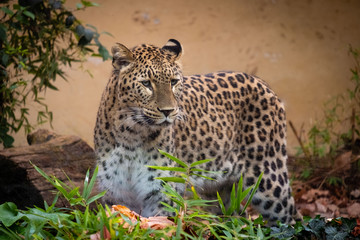 Leopard hining behind the bush