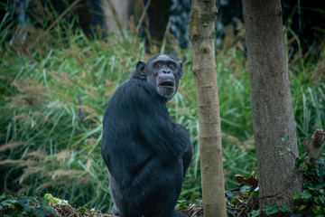Surprised Chimpanzee with funny face