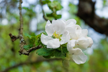Flowers of blooming apple tree in spring