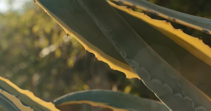 Close up of blue agave plant outside at sunset, sun flares and bokeh background