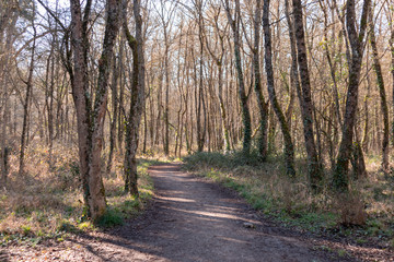Road in the middle of the forest, surrounded by tall trees and nature in Armentia, Vitoria-Gasteiz, Basque Country, Spain