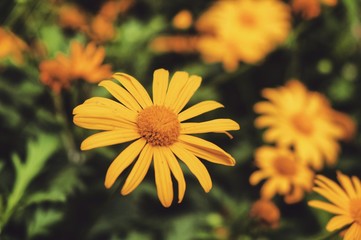 yellow flowers in the garden, Malaysia